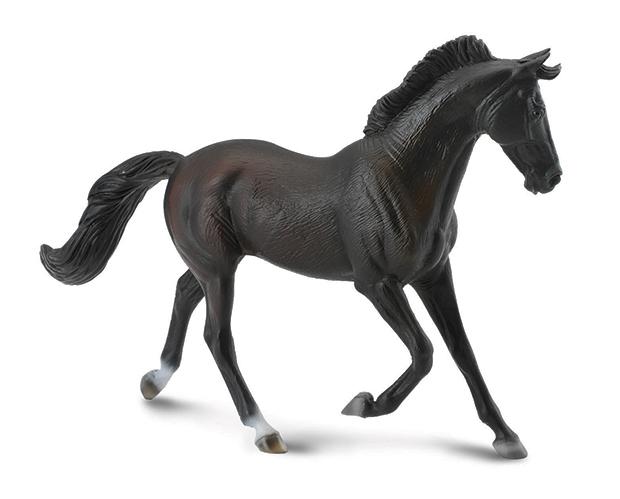 Thoroughbreds are used mainly for racing, but are also bred for other riding disciplines such as show jumping, combined training, dressage, polo.