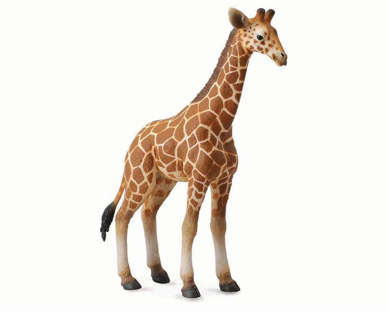 The Reticulated Giraffe has a gestation period of 15 months. A calf is born as a single. Births occur at any part of the year but are more frequent during the dry season. The calves born weighing about 200 pounds.