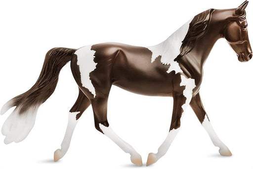 Beloved for their colorful coats, the Pinto is a versatile horse seen in almost every discipline. A pinto horse has a coat color that consists of large patches of white and any other color.