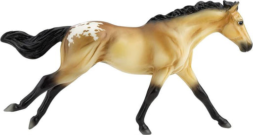 The Appaloosa is an American horse breed selectively bred for their color and versatility. There is a wide range of body types within the breed, stemming from the influence of multiple breeds of horses throughout its history.