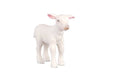 Adorable white baby sheep