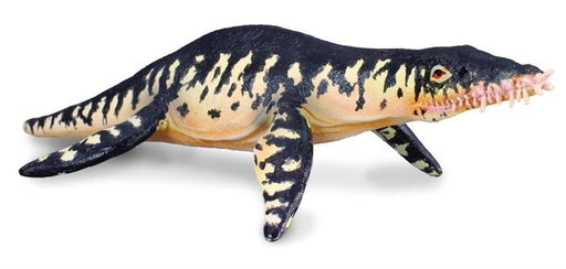 Liopleurodon means "Smooth-sided Tooth". This marine reptile is known as a pliosaurs and like whales surfaces for gulps of air. They were know to be a fast swimmer and had a highly developed sense of smell based on the forward facing position of its nostr