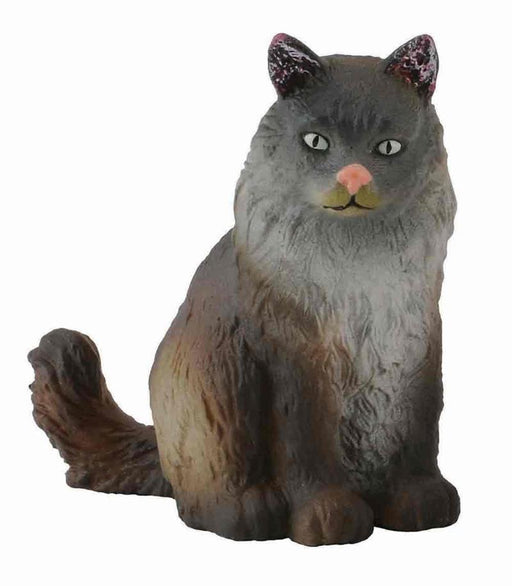 Sitting long haired, dark brown kitty cat