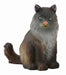Sitting long haired, dark brown kitty cat