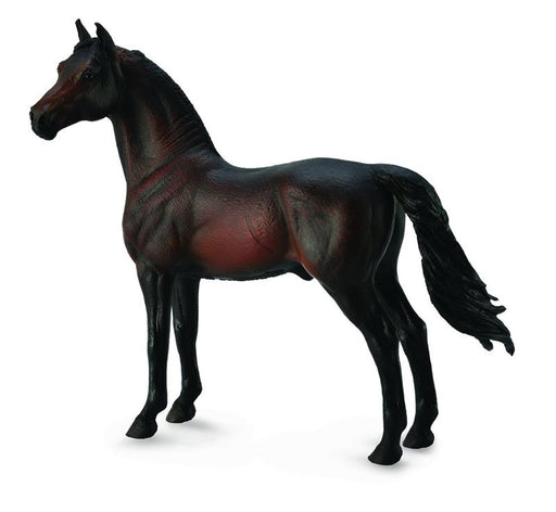 The American breed, the Morgan is distinctive for its stamina and vigor, personality, and strong natural way of moving. The Morgan was the first horse breed developed in the USA. A versatile breed, they are used for both English and western disciplines. M