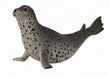 Spotted seals are relatively shy and are difficult for humans to approach. They can be solitary in general but are gregarious and form large groups during molting seasons.