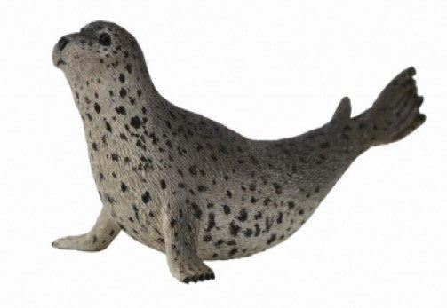 Spotted seals are relatively shy and are difficult for humans to approach. They can be solitary in general but are gregarious and form large groups during molting seasons.