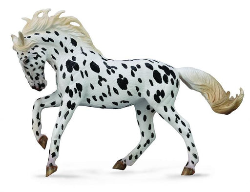 Running, Catering, Black and White Spotted Horse