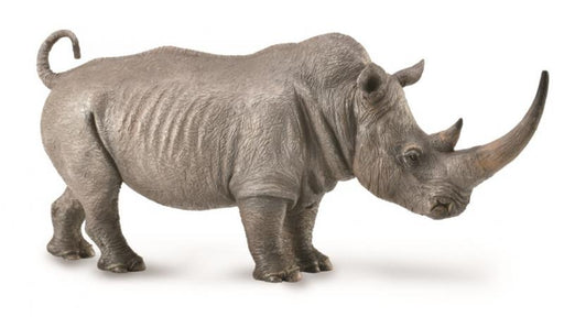 White rhinoceros spends about half of the day eating, one third resting, and the rest of the day doing various other things. White rhinoceroses, like all species of rhinoceros, love wallowing in mudholes to cool down.