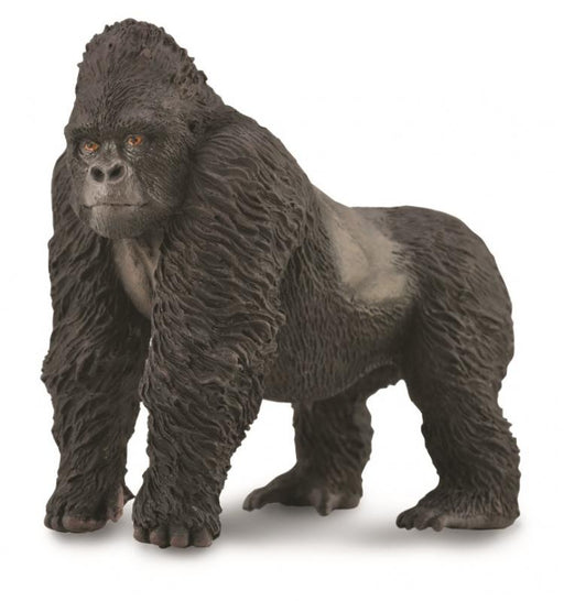 The Mountain Gorilla belongs to the family of the great apes. The fur of the mountain gorilla is longer and thicker than that of other gorilla types. It enables them to live in colder climates.