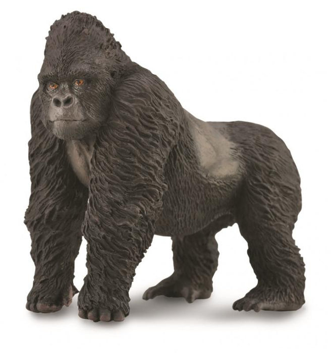 The Mountain Gorilla belongs to the family of the great apes. The fur of the mountain gorilla is longer and thicker than that of other gorilla types. It enables them to live in colder climates.