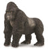 The Mountain Gorilla belongs to the family of the great apes. The fur of the mountain gorilla is longer and thicker than that of other gorilla types. It enables them to live in colder climates.