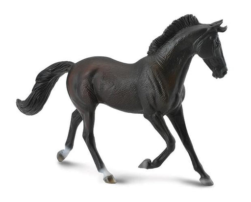 Thoroughbreds are used mainly for racing, but are also bred for other riding disciplines such as show jumping, combined training, dressage, polo.