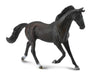 Thoroughbreds are used mainly for racing, but are also bred for other riding disciplines such as show jumping, combined training, dressage, polo.