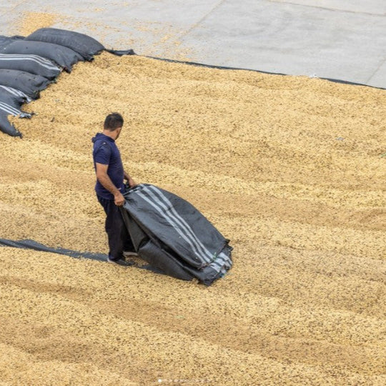 Organic Decaf Coffee - Medium Roast Small Batch 12oz Bag