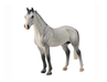 For generations, the Hanoverian horse has been recognized as one of the worlds most prominent and successful breeds of riding horses.
