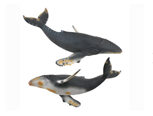 The humpback whale is a species of baleen whale, and has a distinctive body shape, with long pectoral fins and tubercles on its head. It is known for breaching and other distinctive surface behaviors, making it popular with whale watchers.