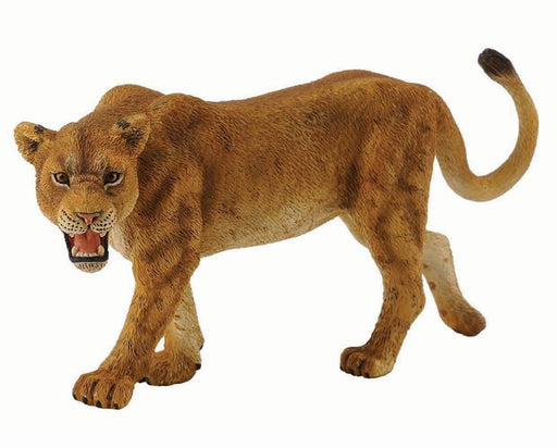 Lions are social, forming groups called prides. A lion pride consists of a few adult males, related females and cubs. Groups of female lions typically hunt together.