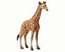 The Reticulated Giraffe has a gestation period of 15 months. A calf is born as a  single. Births occur at any part of the year but are more frequent during the dry season. The calves born weighing about 200 pounds. 