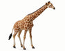 The Reticulated Giraffe is the most common in zoos around the world. Their heart weighs about 25 pounds. They have four chambers to the stomach, and valves that turn off the flow of blood to their necks when they bend down.
